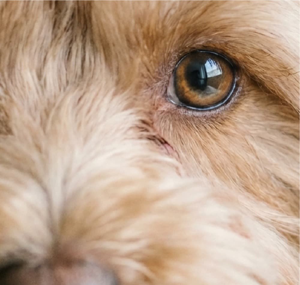 Perfect Harmony in 21 Days - Paviento Dog Training E-Book