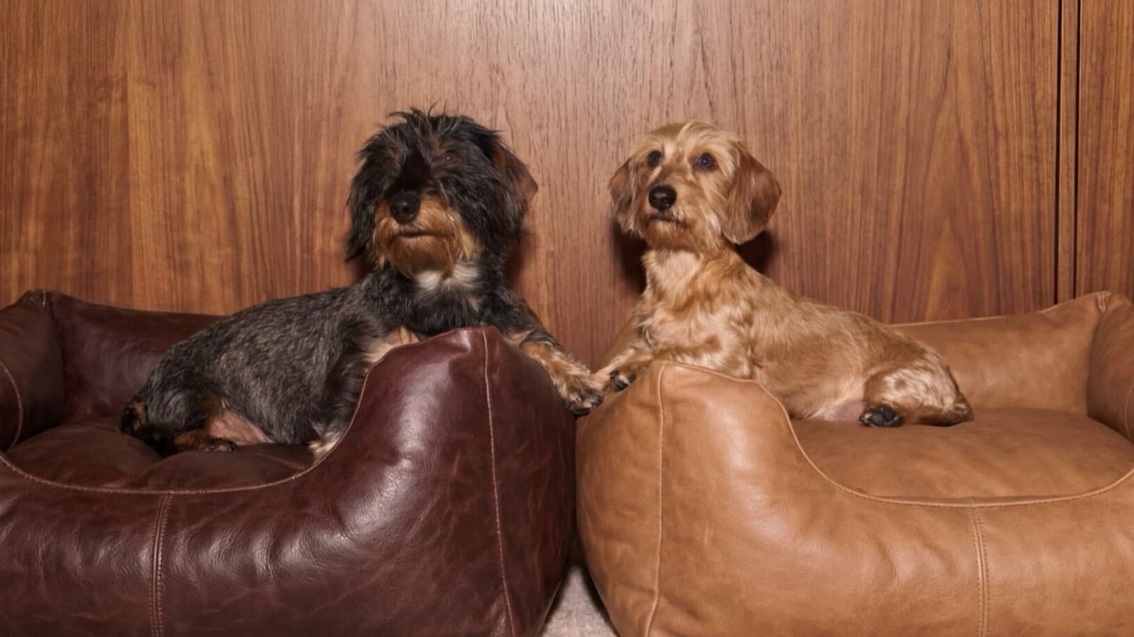 Dog Training Background - Paviento, the at-home dog training app