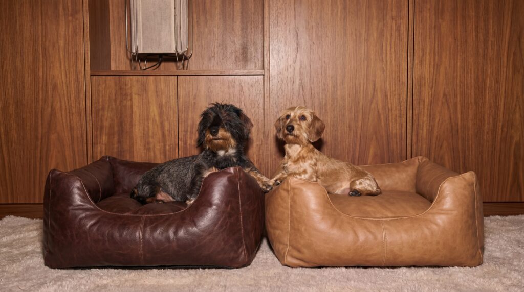 Kedi Köpek Ziyareti İçin İpuçları: Patileri Derinlemesine Keşfedin