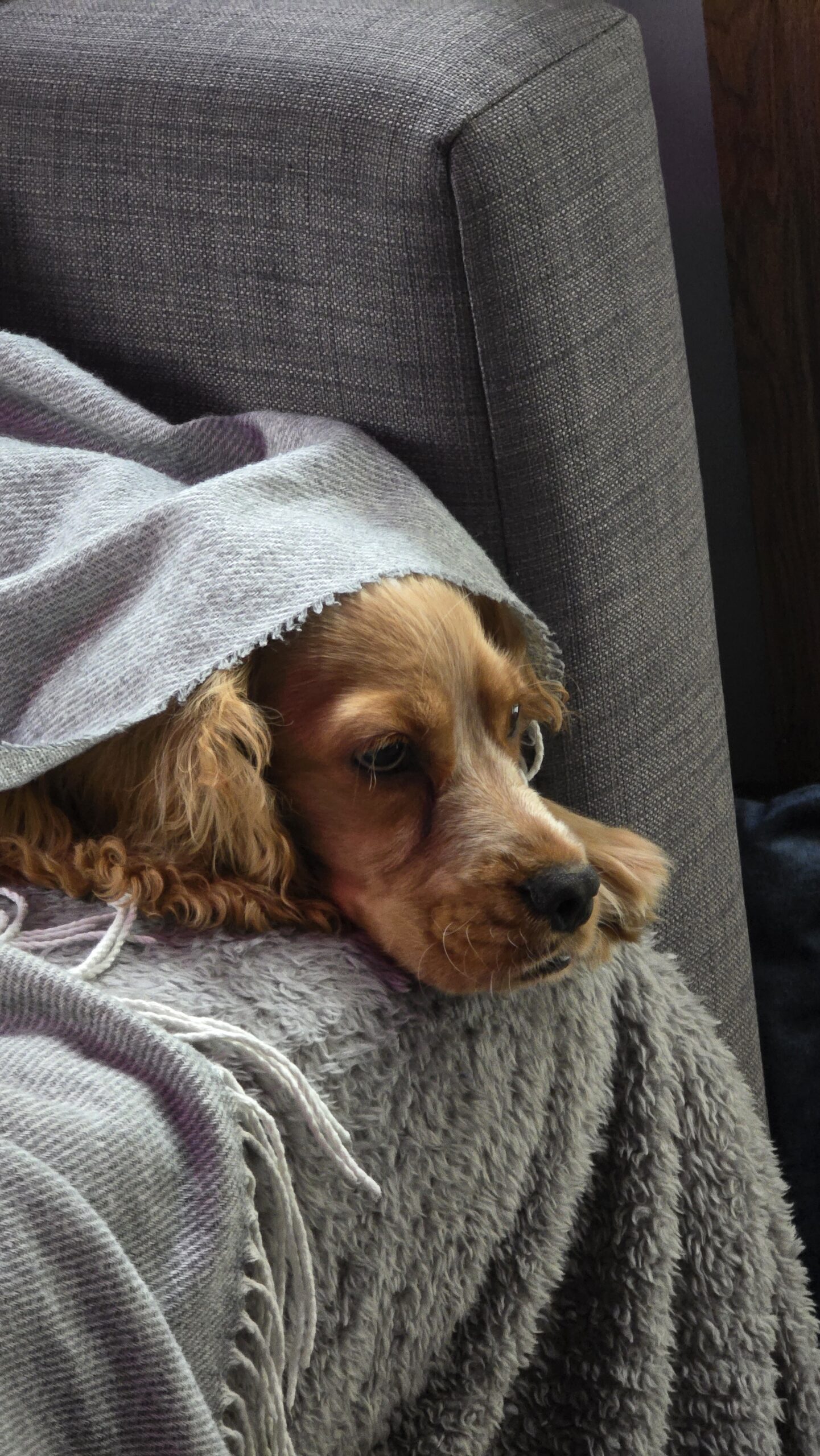 Listeleme kapak resmi