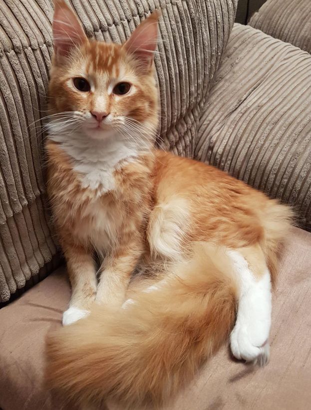 Listeleme kapak resmi